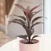Cordyline Fruticosa Mambo | 12cm Pot -Perennial Plants Sales Store HP30000824 fa3a