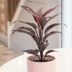 Cordyline Fruticosa Mambo | 12cm Pot