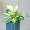 Dieffenbachia Compacta | 12cm Pot