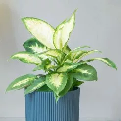 Dieffenbachia Compacta | 12cm Pot