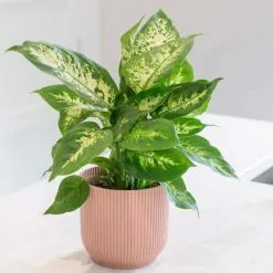 Dieffenbachia Camille | 12cm Pot