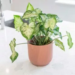 Caladium White Delight | 12cm Pot