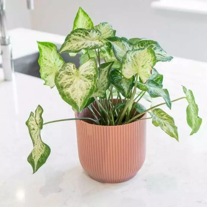 Caladium White Delight | 12cm Pot 3 Caladium White Delight | 12cm Pot