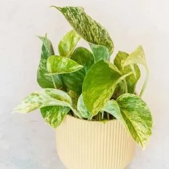 Epipremnum Pinnatum Marble Queen | 13cm Pot