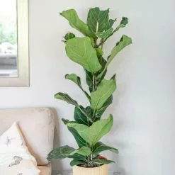 Ficus Lyrata | 21cm Pot