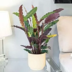 Goeppertia Rufibarba | 14cm Pot