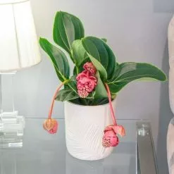 Medinilla Magnifica Lambada | 14cm Pot
