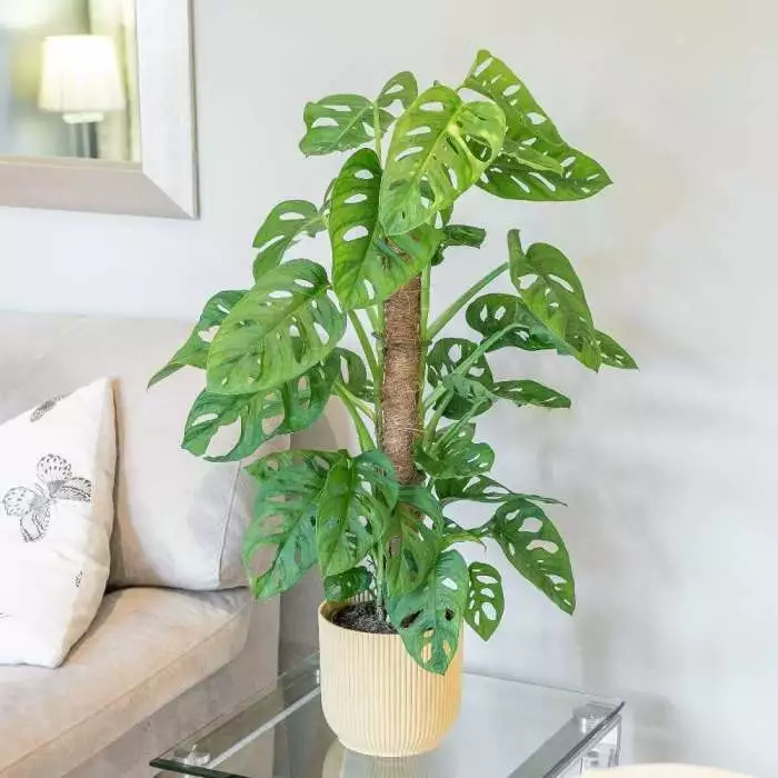 Monstera Monkey Leaf | 16cm Pot 75cm Moss 3 Monstera Monkey Leaf | 16cm Pot 75cm Moss