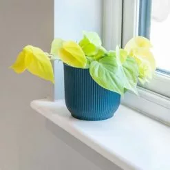 Philodendron Scandens Micans Lime | 12cm Pot