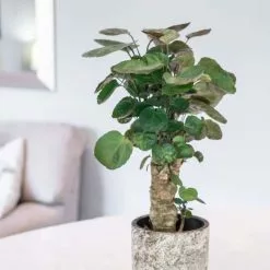 Polyscias Fabian | 12cm Pot