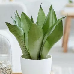 Sansevieria Trifasciata Moonshine | 14cm Pot