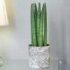 Sansevieria Cylindrica Straight | 12cm Pot