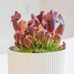 Sarracenia Maroon | 12cm Pot