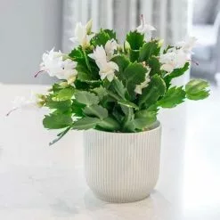 Schlumbergera Malissa | 13cm Pot