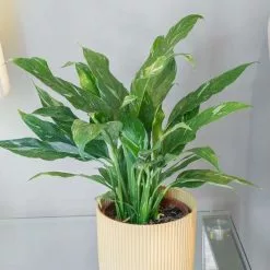 Spathiphyllum Diamond | 14cm Pot