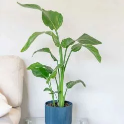 Strelitzia Nicolai | 17cm Pot