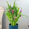 Zantedeschia Paco Purple | 14cm Pot -Perennial Plants Sales Store HP30000867 60b2
