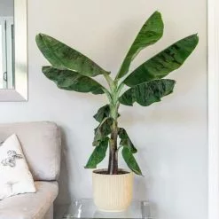 Musa Acuminata Dwarf Cavendish (AAA Group) | 21cm Pot