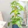 Epipremnum Aureum | 15cm Pot -Perennial Plants Sales Store HP30000875 1d73