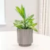 Dracaena Reflexa Song Of Jamaica | 13cm Pot -Perennial Plants Sales Store HP30000883 6651