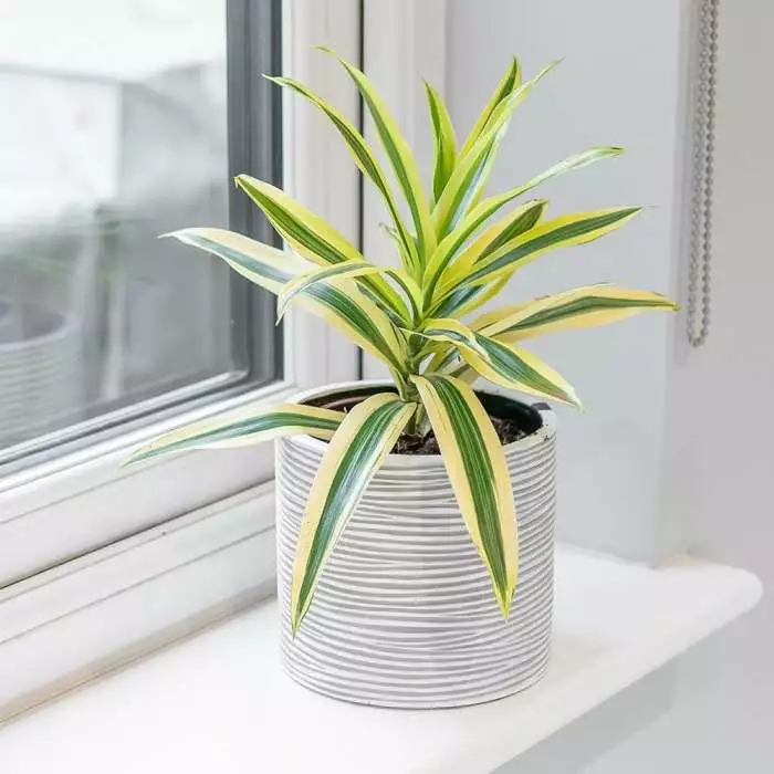 Dracaena Reflexa Song Of India | 13cm Pot 3 Dracaena Reflexa Song Of India | 13cm Pot