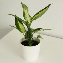 Dieffenbachia Camille | 9cm Pot