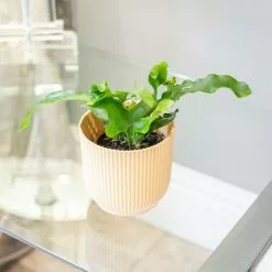 Phlebodium Aureum | 9cm Pot