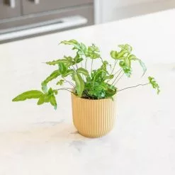 Pteris Cretica Alba | 9cm Pot