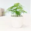 Asparagus Setaceus | 9cm Pot