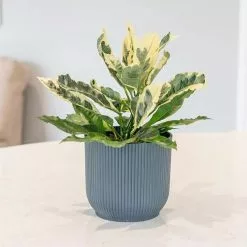 Codiaeum Variegatum Tamara | 13cm Pot