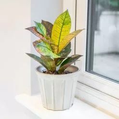 Codiaeum Variegatum Var. Pictum Mrs Iceton | 13cm Pot