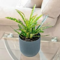 Codiaeum Variegatum Var. Pictum Gold Star | 13cm Pot