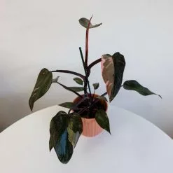 Philodendron Pink Princess | 12cm Pot