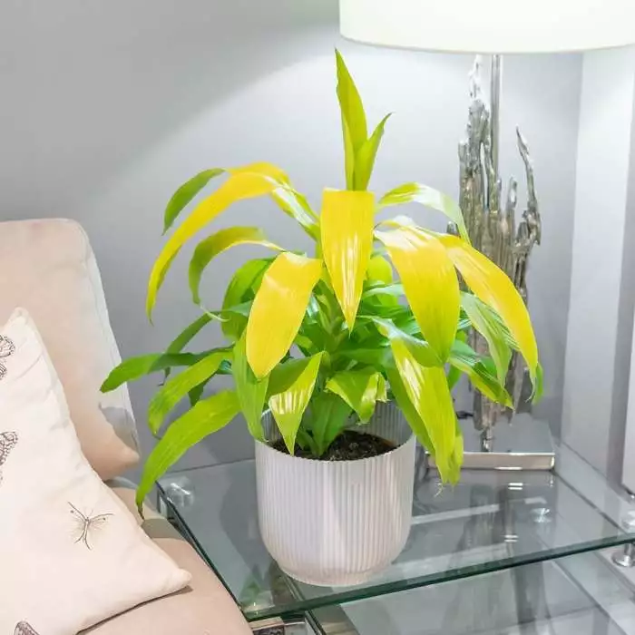 Dracaena Fragrans (Deremensis Group) Limelight | 19cm Pot 3 Dracaena Fragrans (Deremensis Group) Limelight | 19cm Pot