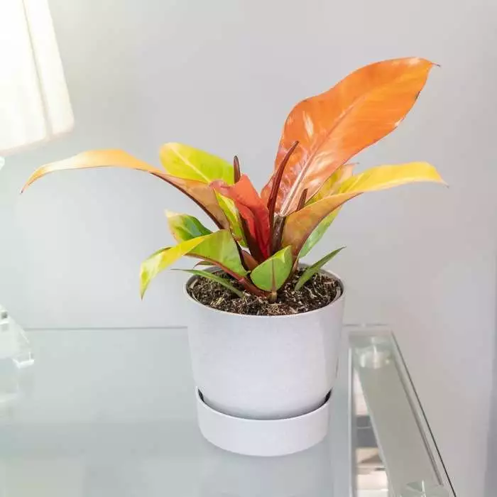 Philodendron Prince Of Orange | 15cm Pot 3 Philodendron Prince Of Orange | 15cm Pot