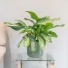 Aglaonema Silver Bay | 19cm Pot -Perennial Plants Sales Store HP30000921 ed58