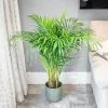 Dypsis Lutescens | 17cm Bellpot