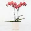 Phalaenopsis Asian Coral | 12cm Pot -Perennial Plants Sales Store HP30000975 9597