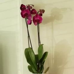 Phalaenopsis Anthura Stellenbosch ('phaldukai') (PBR) | 12cm Pot