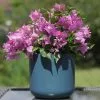 Bougainvillea Alexandra | 14cm Pot