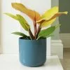 Philodendron Prince Of Orange | 14cm Pot 2 Philodendron Prince Of Orange | 14cm Pot -Perennial Plants Sales Store HP30001002 06df