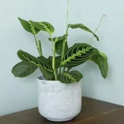 Maranta Leuconeura Var. Erythroneura Lemon Lime | 12cm Pot