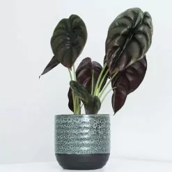 Alocasia Cuprea Red Secret | 12cm Pot