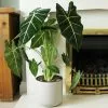 Alocasia Frydek | 17cm Pot -Perennial Plants Sales Store HP30001008 d245