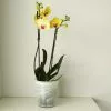 Phalaenopsis Miraflore | 12cm Pot -Perennial Plants Sales Store HP30001012 7ad9