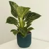 Philodendron Birkin | 14cm Pot -Perennial Plants Sales Store HP30001016 4c79