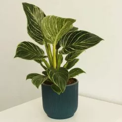 Philodendron Birkin | 14cm Pot