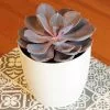 Echeveria Purple Pearl (PBR) | 12cm Pot -Perennial Plants Sales Store HP30001017 321f