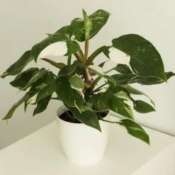 Philodendron White Princess | 15cm Pot