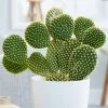 Opuntia Microdasys | 17cm Pot 1 Opuntia Microdasys | 17cm Pot -Perennial Plants Sales Store HP30001021 1678